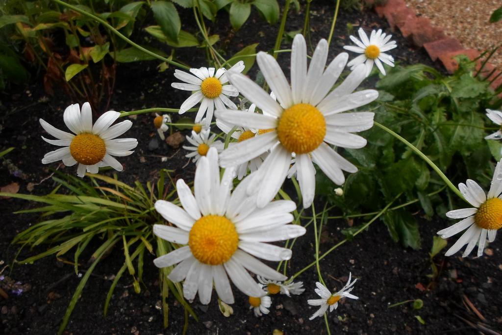 Sacred Garden Retreat Appartamento Glastonbury Esterno foto